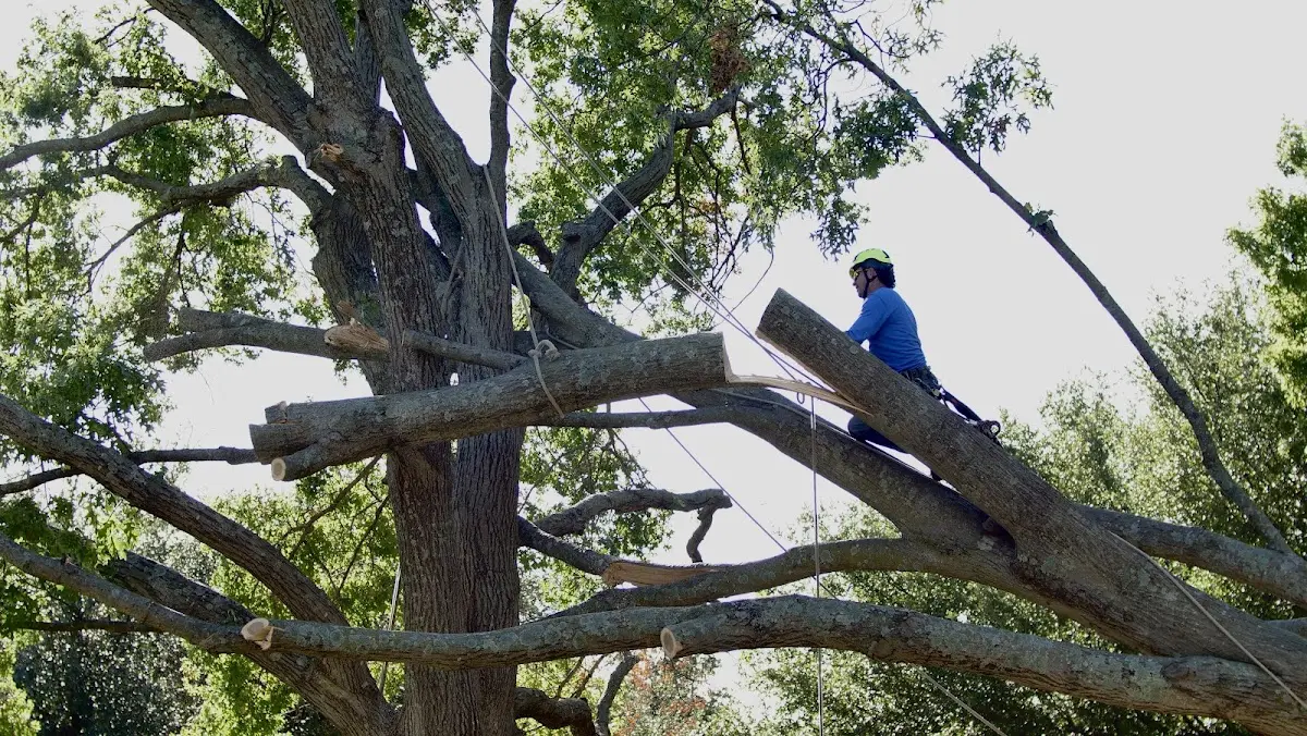 Professional Crown Thinning performed by certified arborists in Plantersville